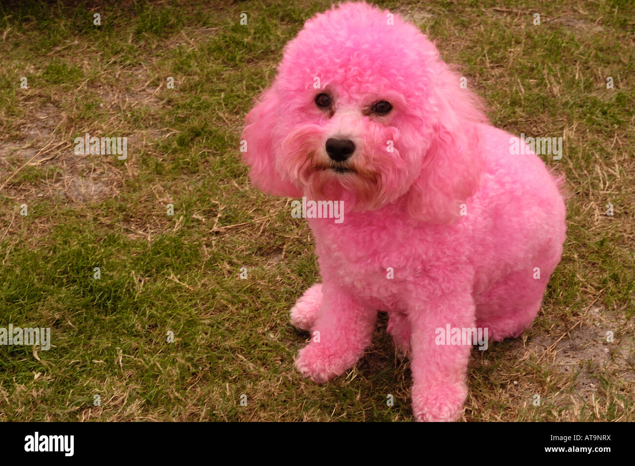 pink poodle toy