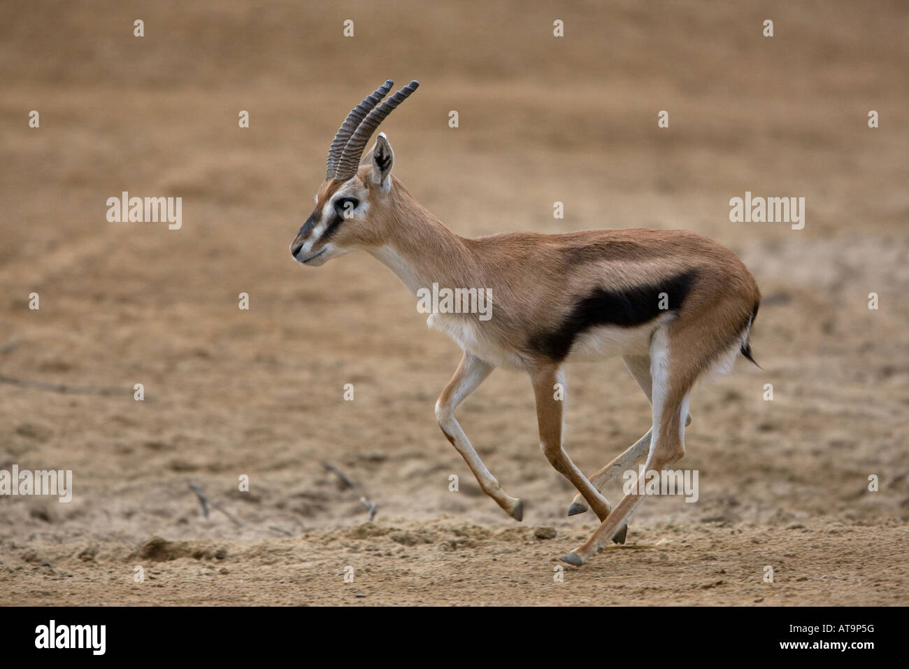 Thomson's gazelle running full speed - Gazella thomsoni Stock Photo