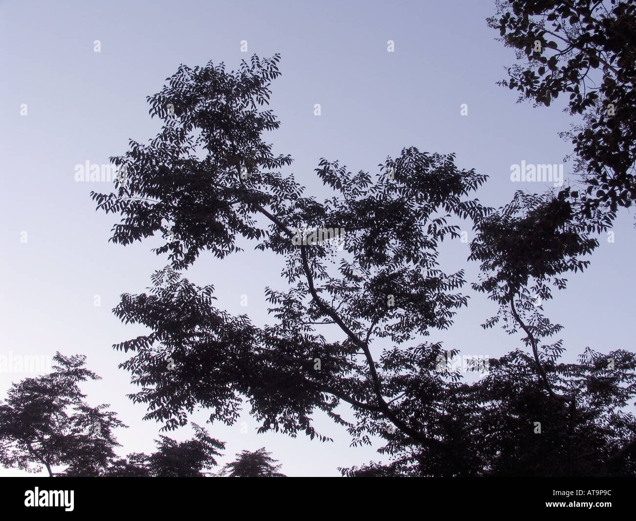 Branches and leaves of tree silhouetted against blue sky Stock Photo
