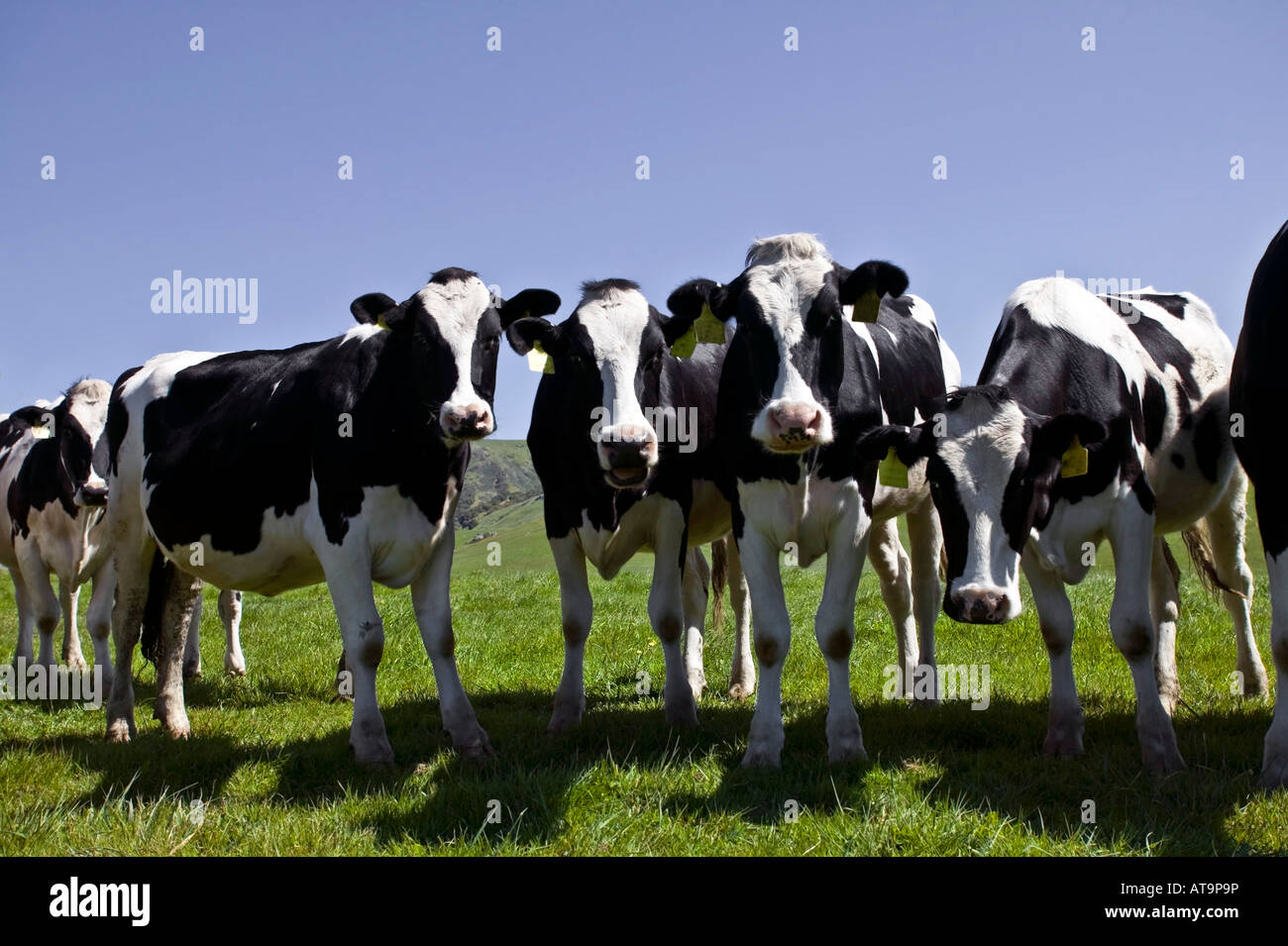 Curious Holstein Cows Stock Photo - Alamy
