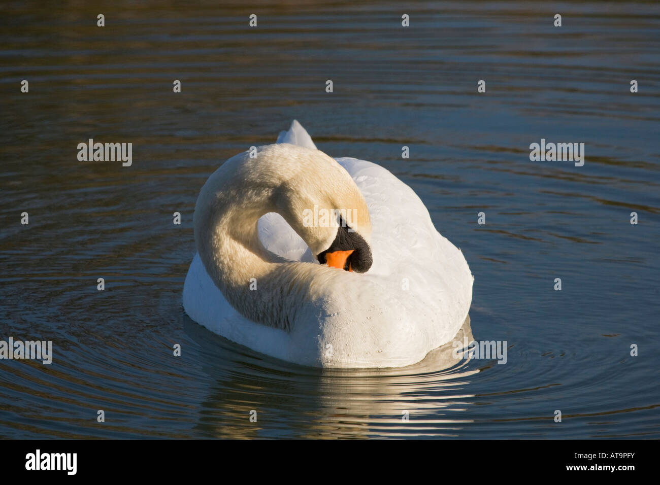 Swan swimming on water,Essex,England,UK Stock Photo