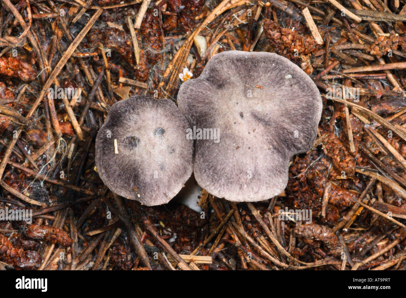 Grey Agaric Mushrooms, Tricholoma terreum. Top view Stock Photo