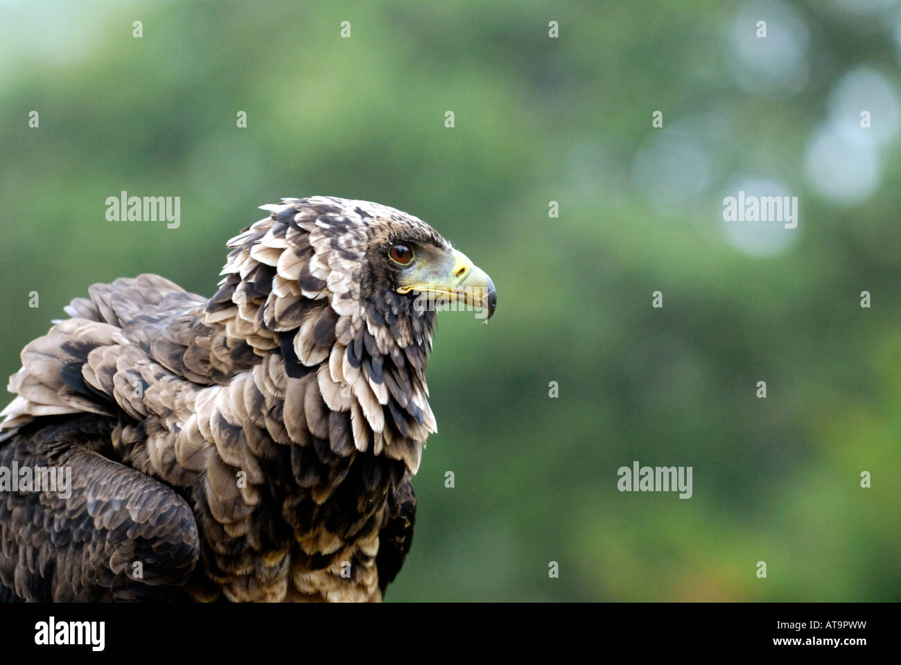 The National Birds of Prey Centre, Newent, Gloucestershire, UK Stock ...