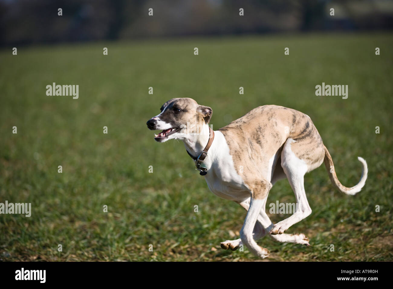 Whippet sprinting across field Stock Photo