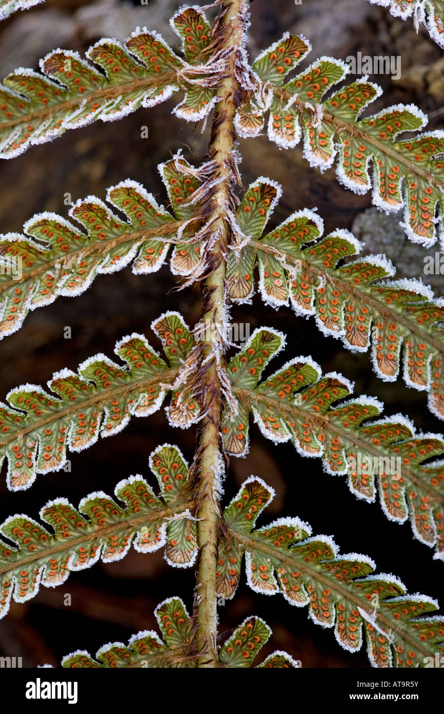 Soredia hi-res stock photography and images - Alamy