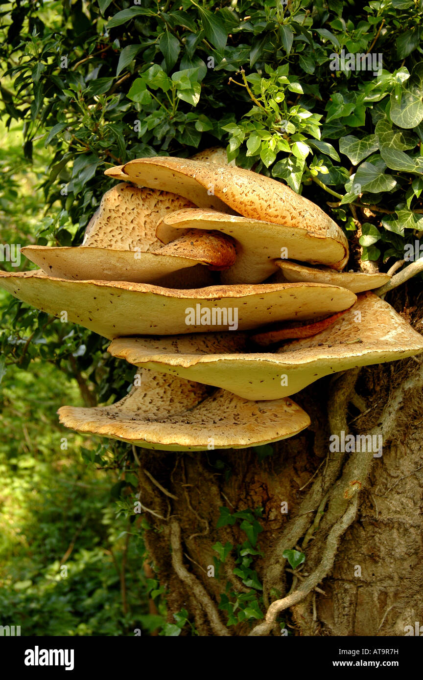 Bracket Fungus - Dryads Saddle Polyporus Squamosus - Edible fungus Stock Photo
