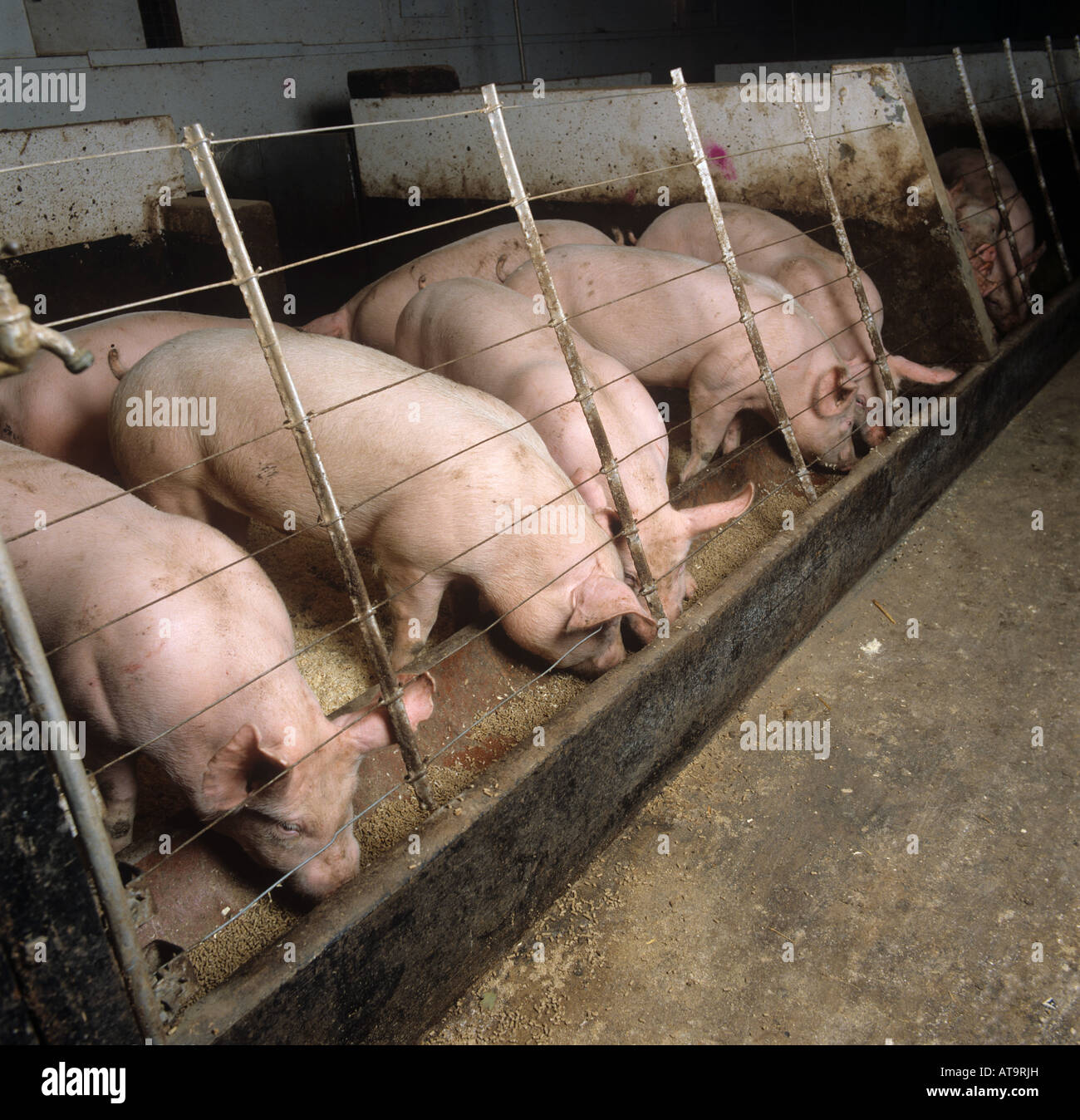 Large white finisher pigs feeding from a trough in an indoor finishing unit Dorset Stock Photo