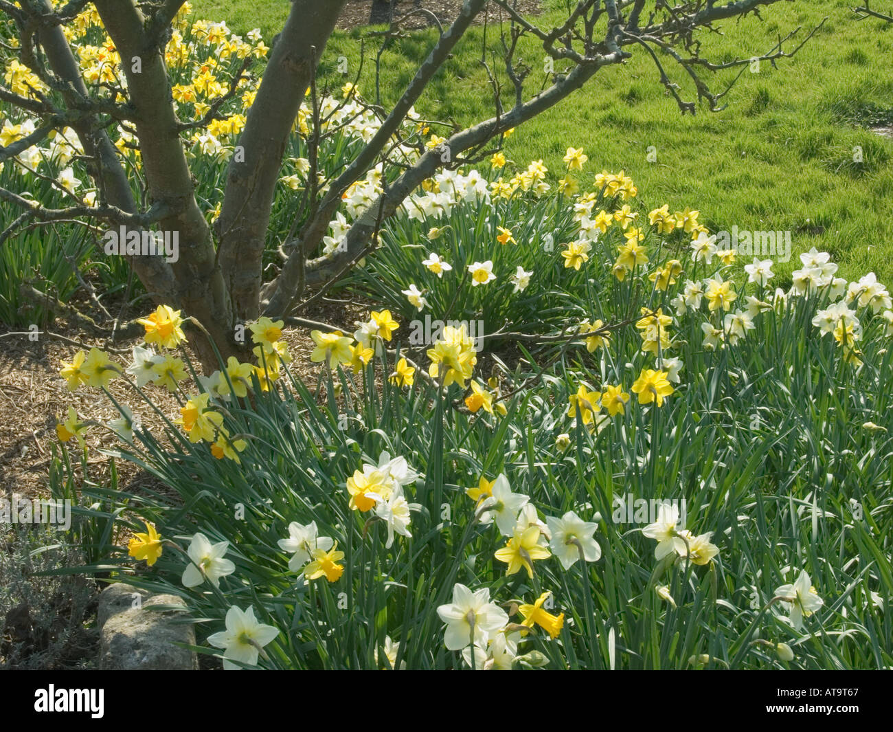 Daffodils growing beneath apple trees in spring Stock Photo Alamy