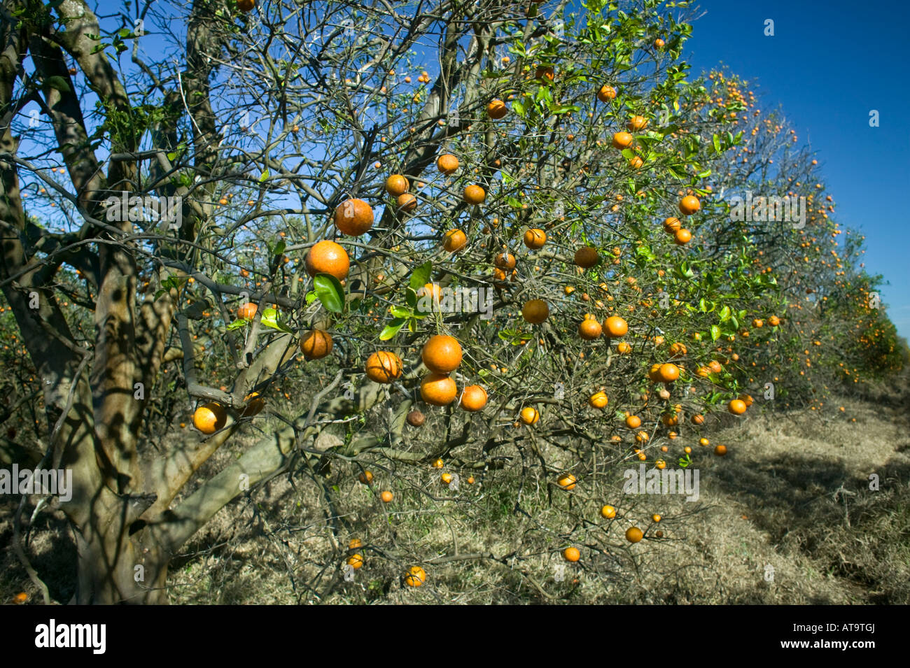 Orange trees after a frost Stock Photo