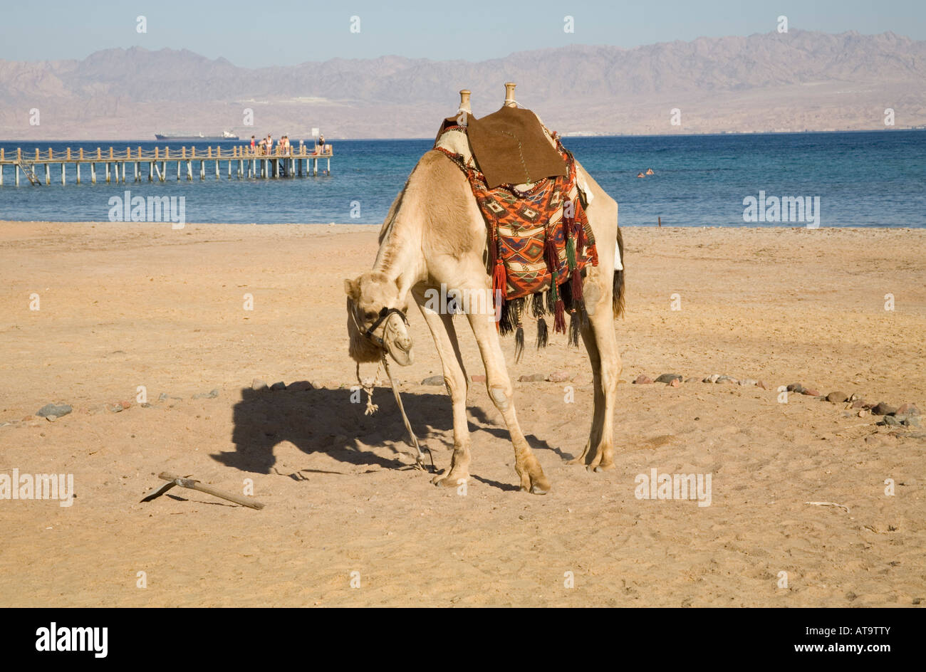 NANGA×OLDMOUNTAIN　UDD 600DX camel×kha NANGA×OLDMOUNTAIN UDD 600DX camel×khaki Young Camel - Nubra Valley