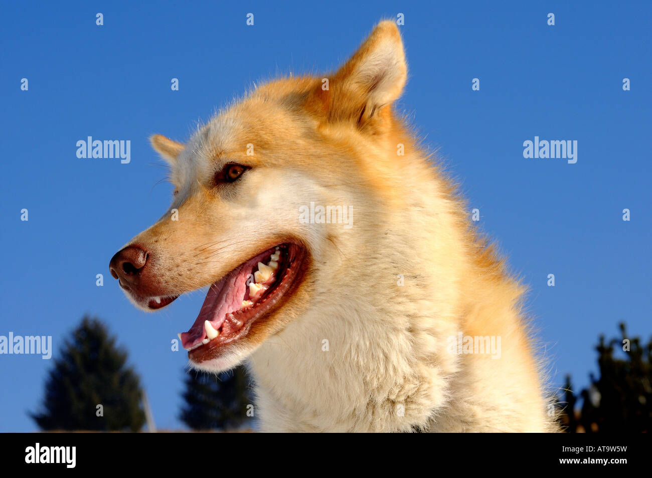 Barking Greenland Dog shows well-developed denture Stock Photo