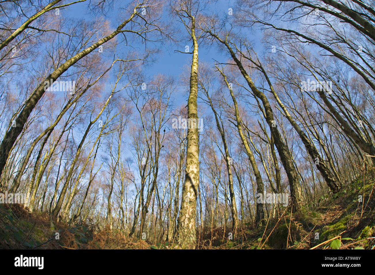 Silver birch trees in winter Stock Photo