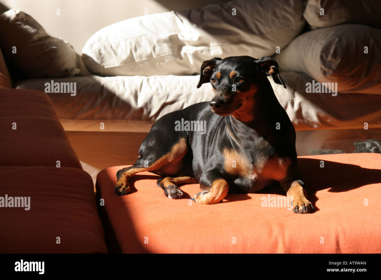 Miniature Pinschers are not a smaller breed of anything but most likely a descendant of the Old German Standard Pinscher Stock Photo