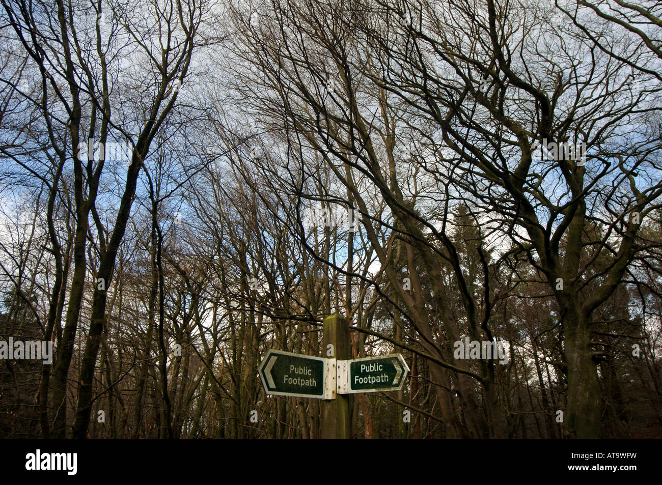 A public footpath sign pointing in opposite directions along a forest path in Devon, UK. Stock Photo
