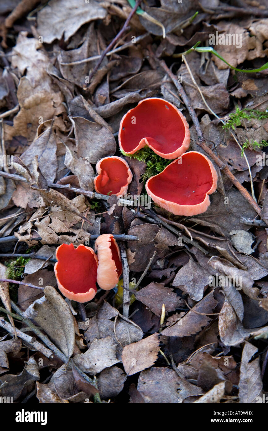 orange peel fungus growing in leaf litter Stock Photo