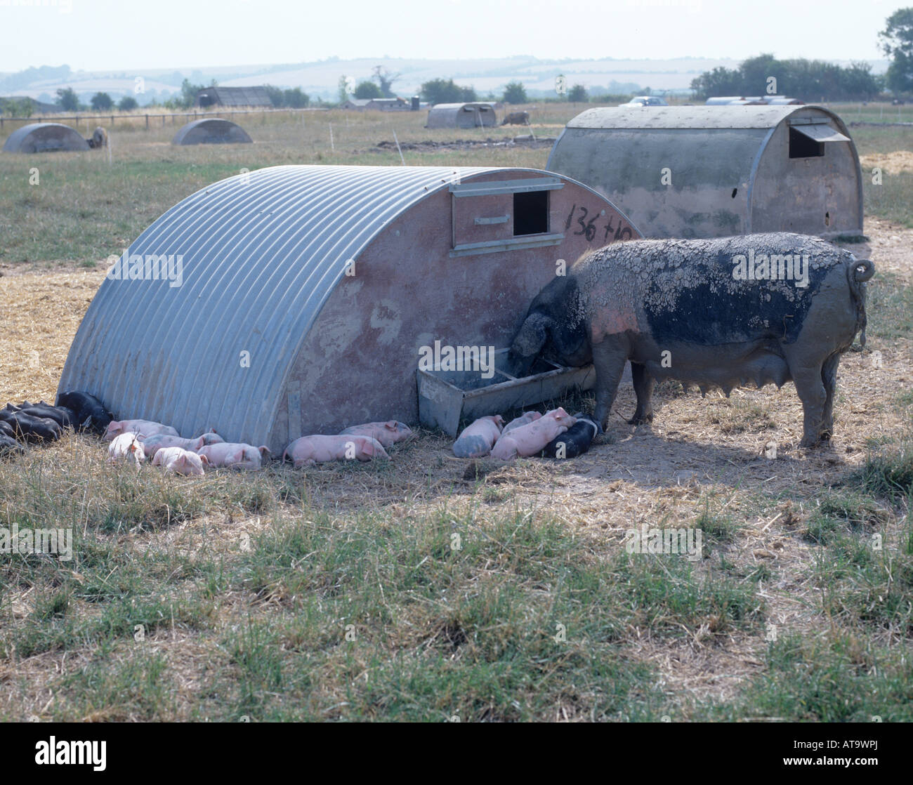 Outdoor organic saddleback sow with her piglets in the shade of a pig ark in summer Stock Photo