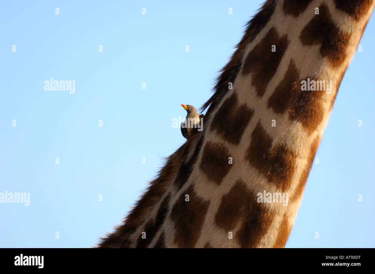 Giraffe neck with a bird close-up, Maasai Mara, Kenya Stock Photo