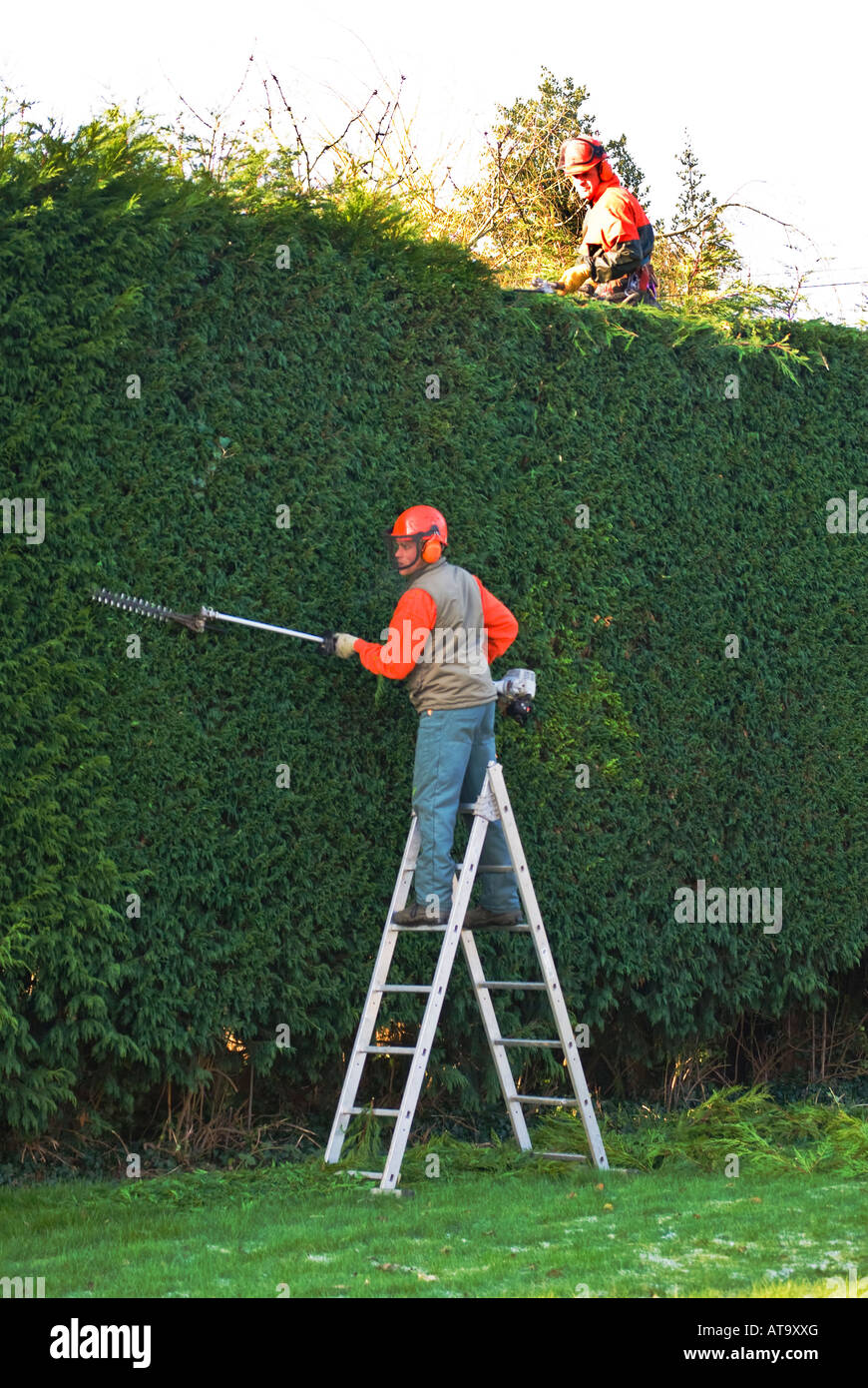 Hedge trimming tall ladder hi-res stock photography and images - Alamy