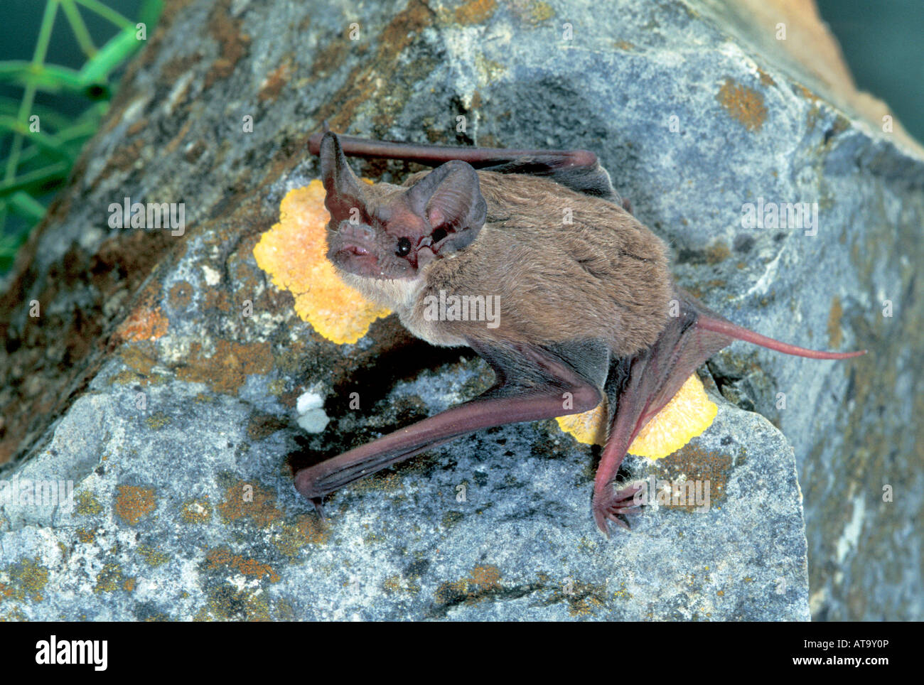 Mexican Free-tailed Bat, Tadarida brasiliensis, Kickapoo Caverns State Park TEXAS United States, May, Adult, Molossidae Stock Photo