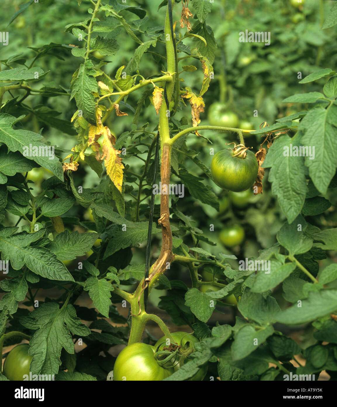 Grey mould Botrytis cinerea half way up a glasshouse tomato vine killing the upper plant Stock Photo