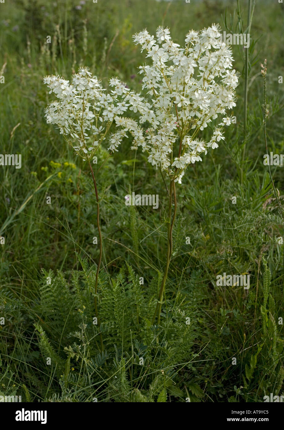 Dropwort in limestone grassland Stock Photo