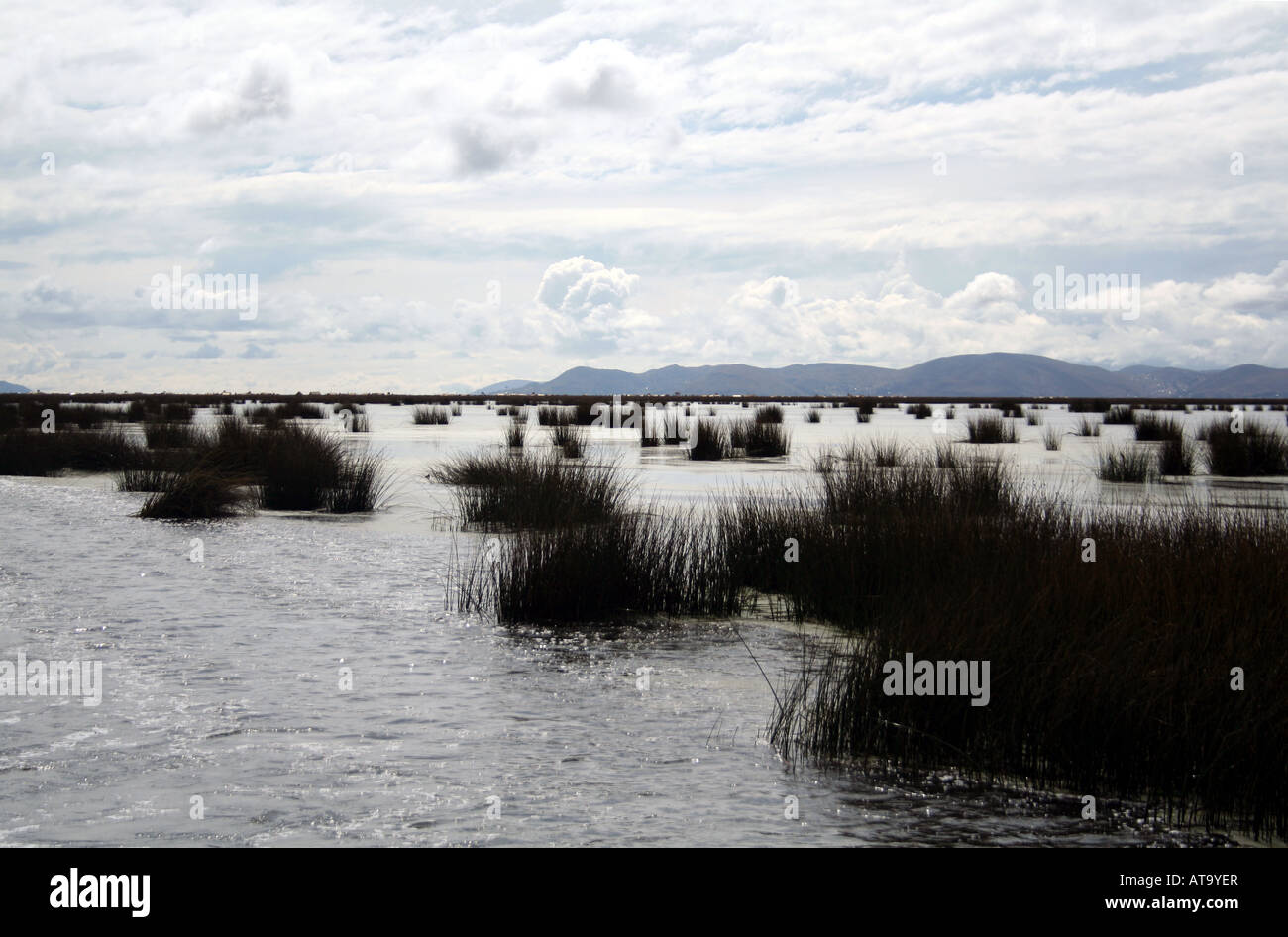 Loating Reed Beds Reed beds near Uros floating reed village Lake Titicaca Peru Stock ...