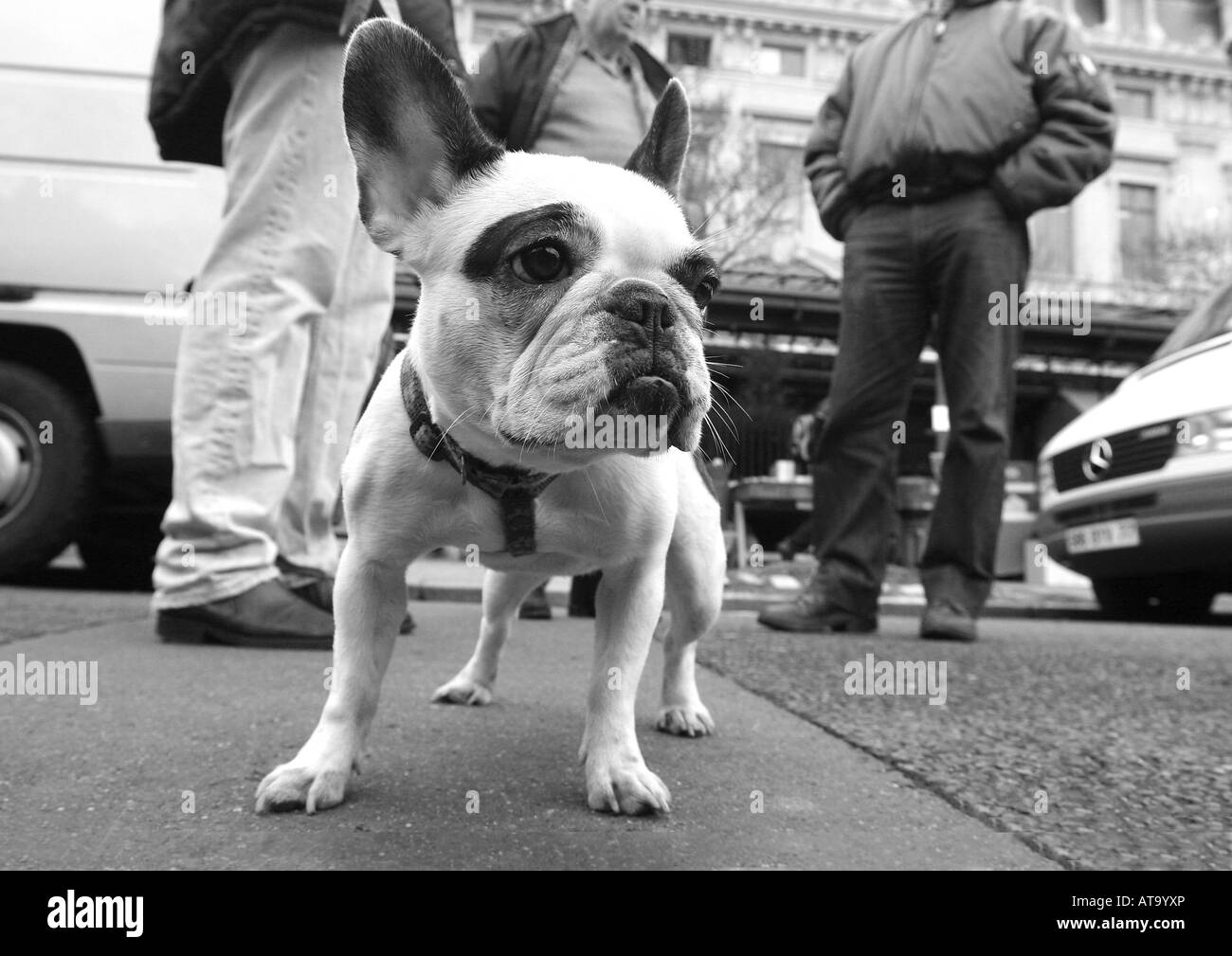 Pug Dog in Paris Stock Photo Alamy