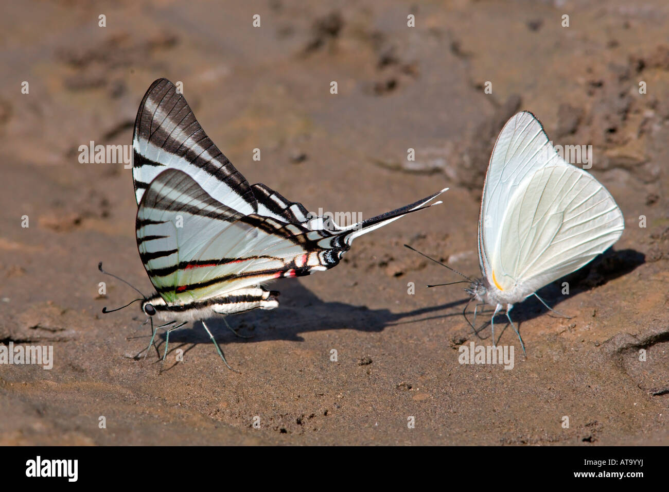 Butterflies Eating Minerals Stock Photo Alamy