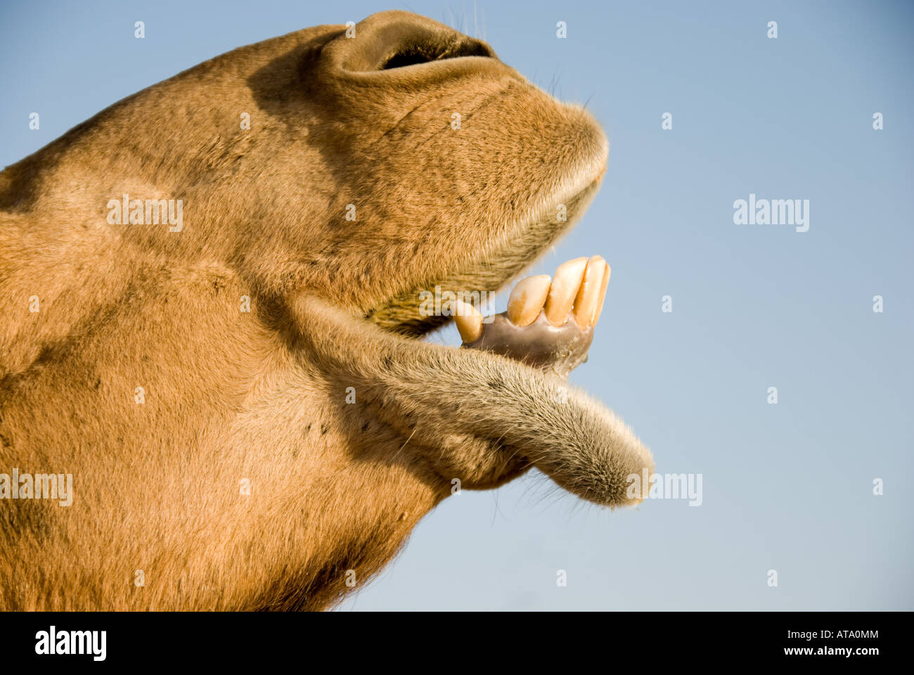 Closeup Of A Camel S Lower Teeth Stock Photo Alamy