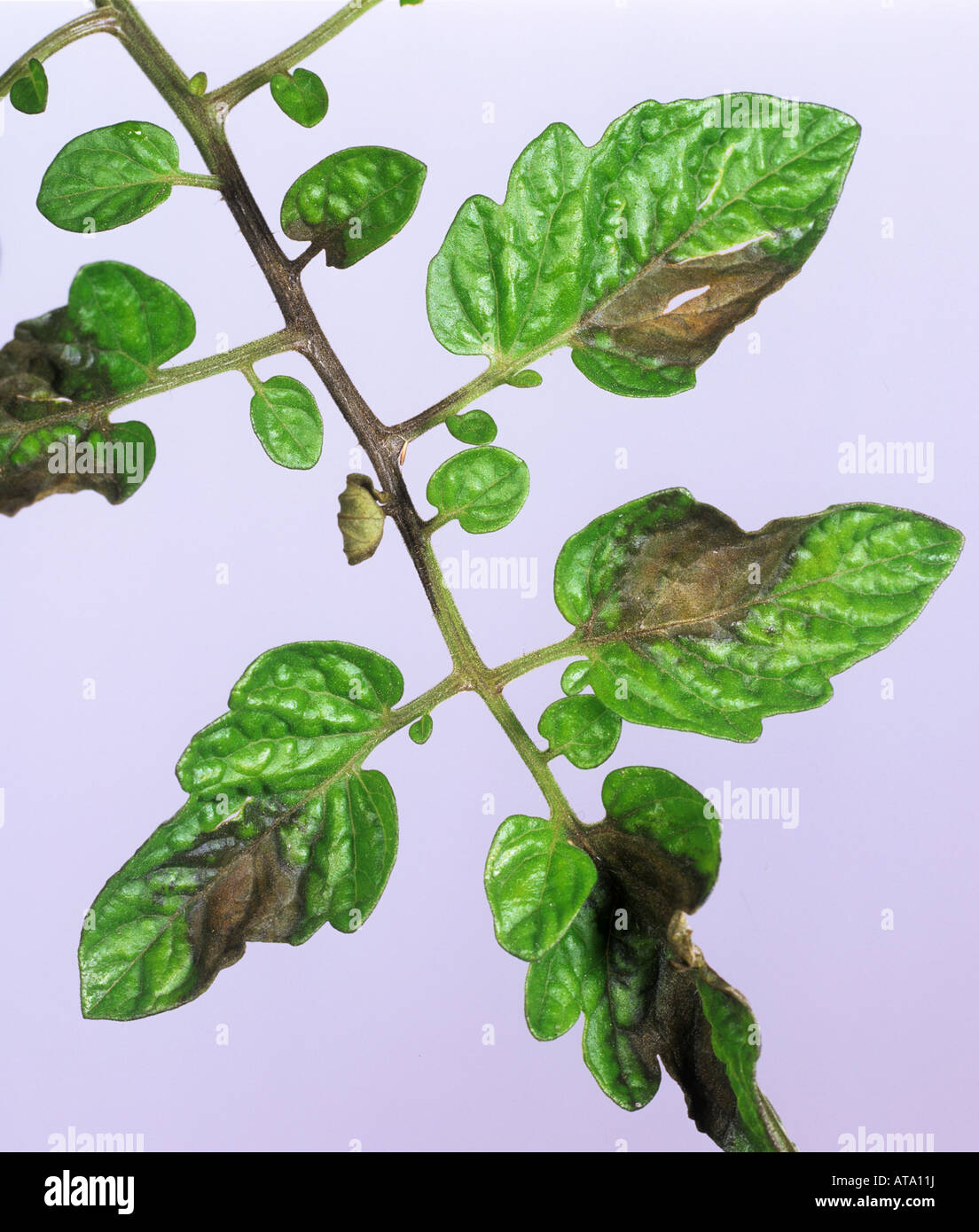 Tomato late blight Phytophthora infestans lesions on greenhouse grown tomato leaves Stock Photo