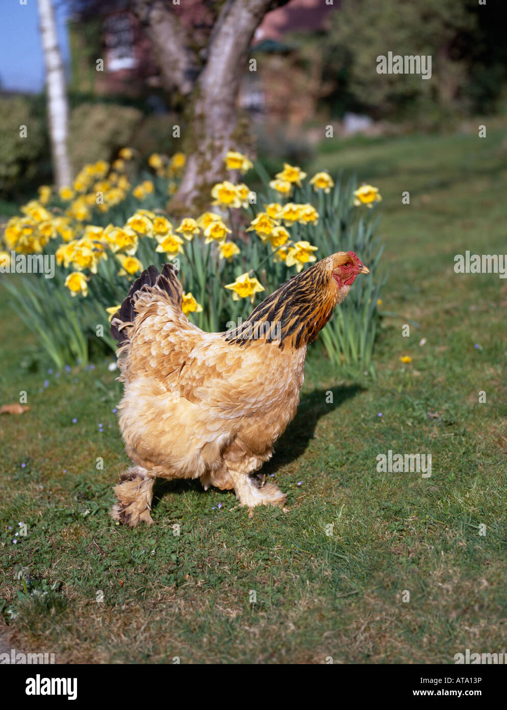 FREE RANGE CHICKEN IN GARDEN WITH DAFFODILS Stock Photo