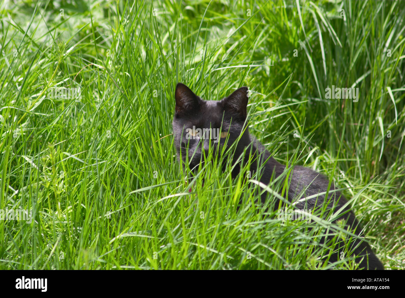 Cat hiding in grass hi-res stock photography and images - Alamy
