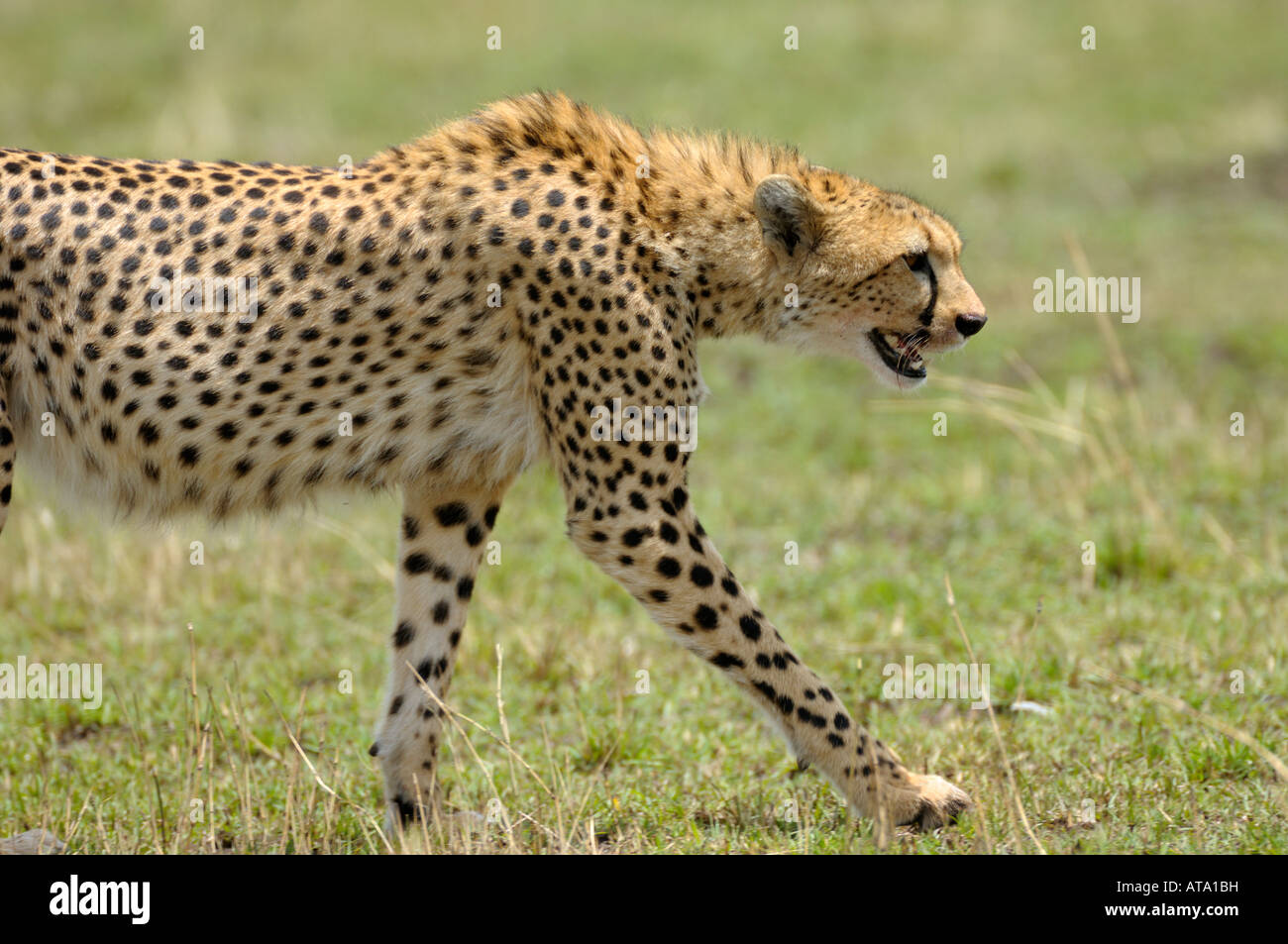 Cheetahs,a stalking Cheetah, Masai Mara, Kenya Stock Photo