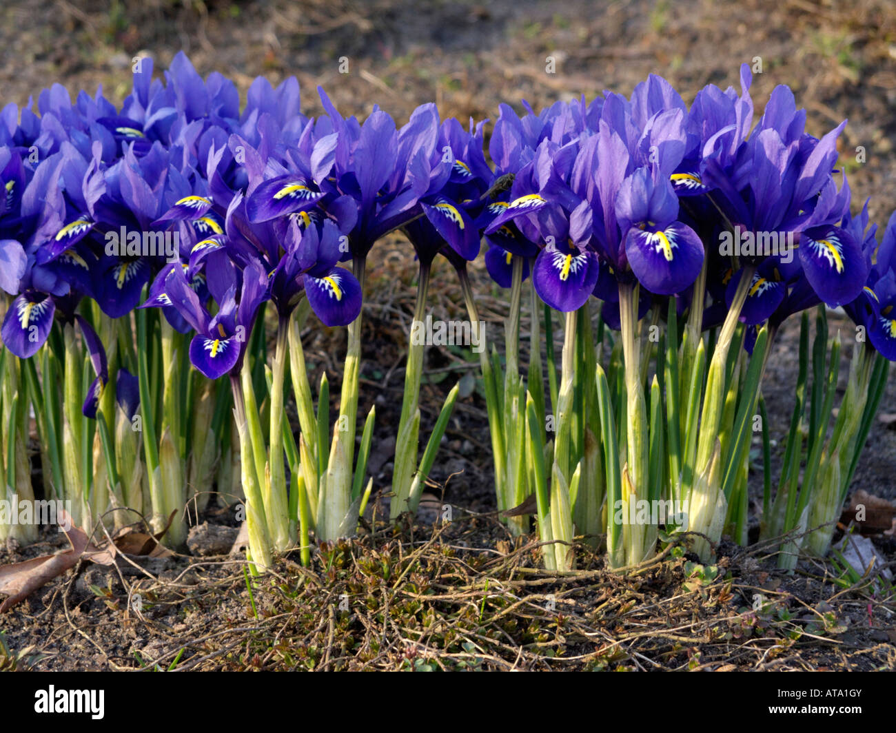 Dwarf iris (Iris reticulata) Stock Photo