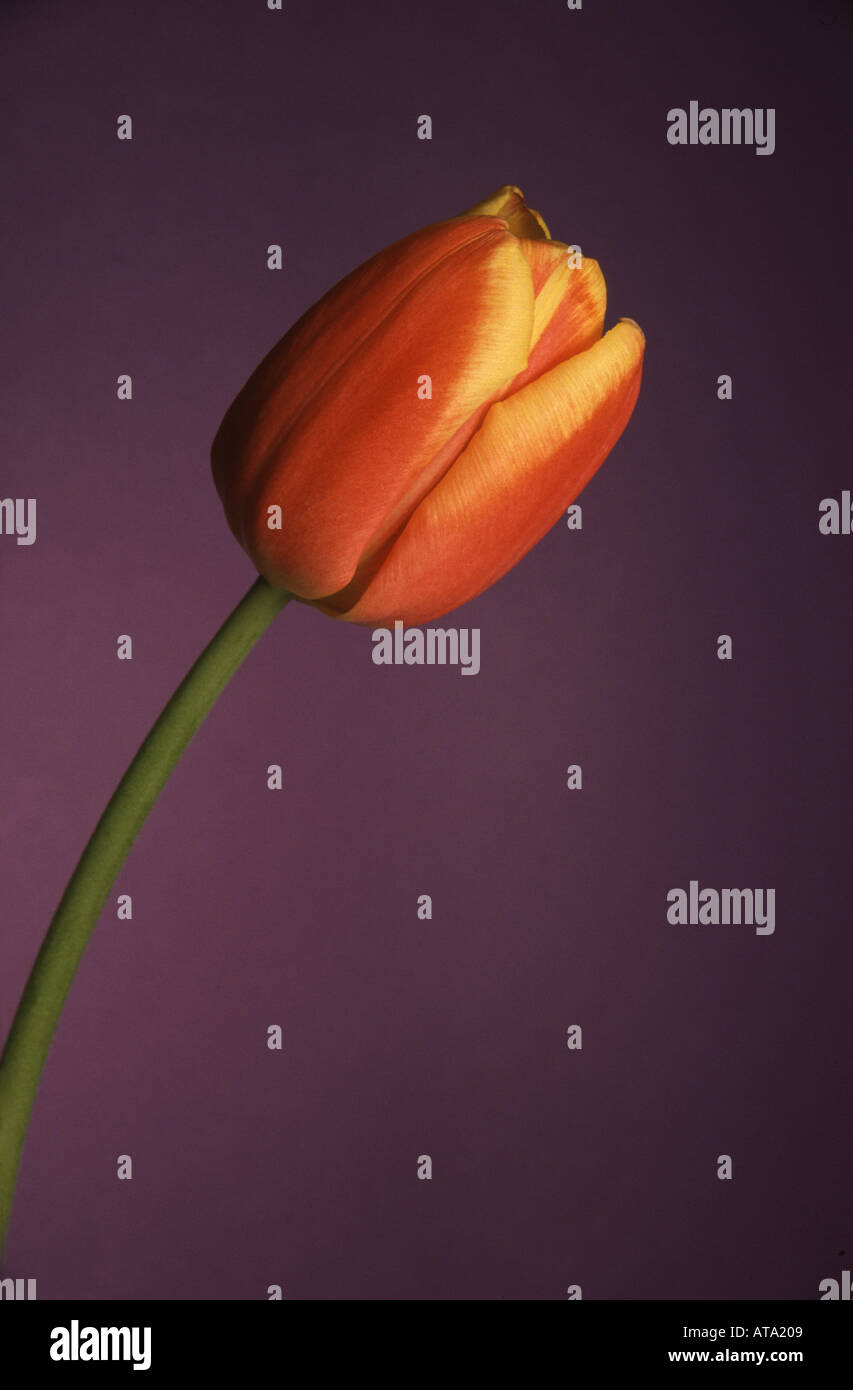 Purple tulip still life hi-res stock photography and images - Alamy
