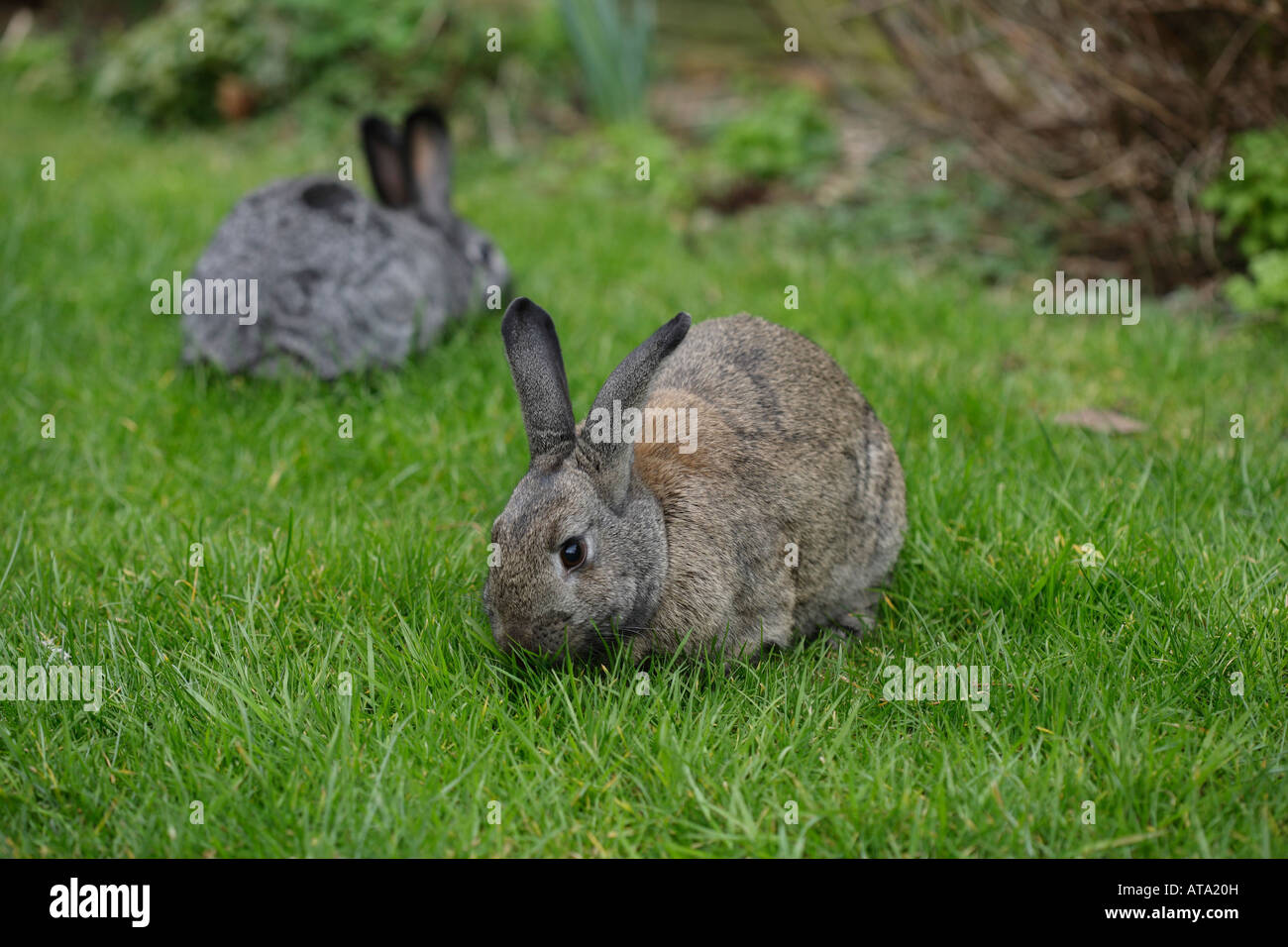 Two Rabbits eating Stock Photo - Alamy