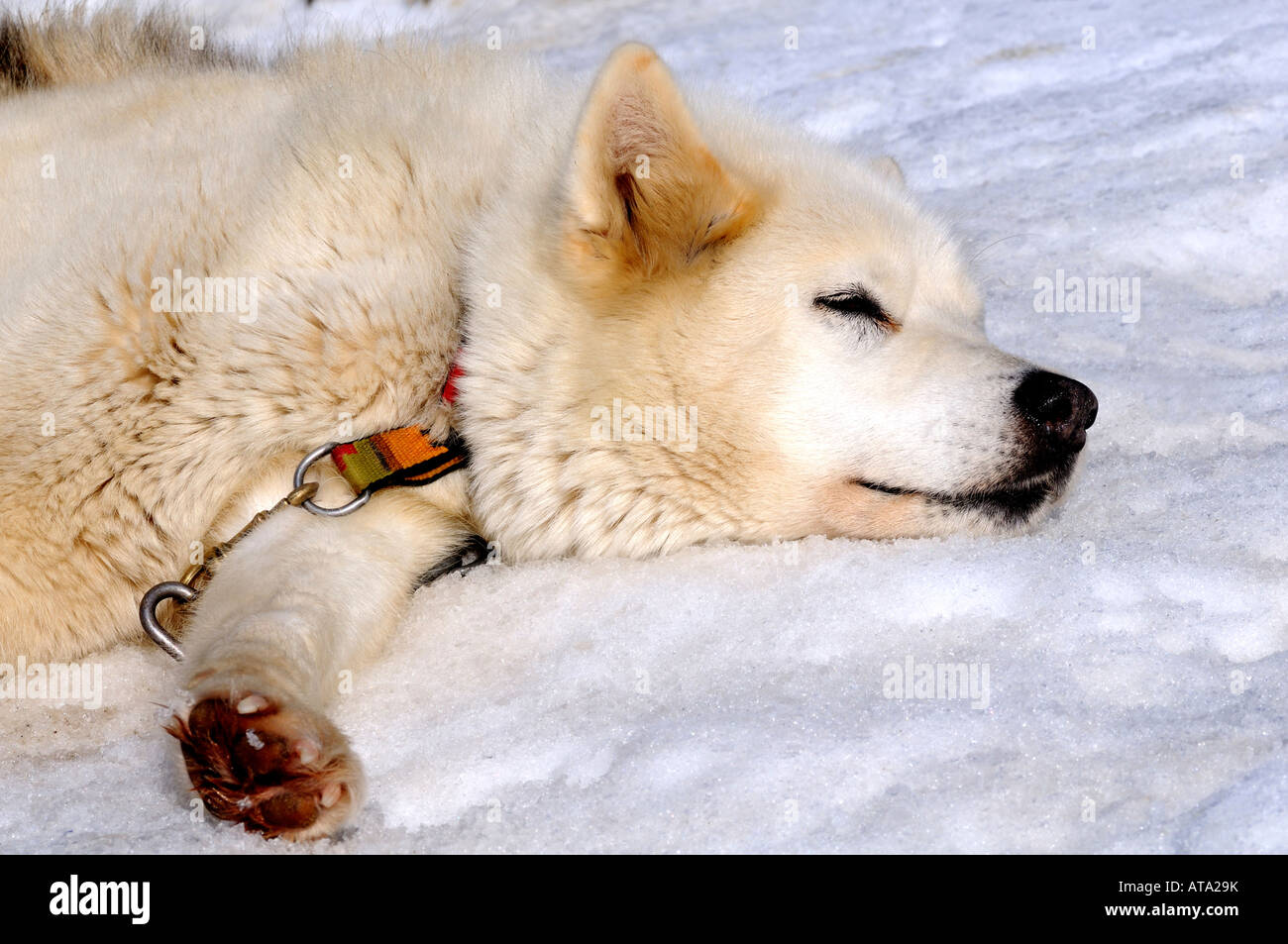 Greenland Dog sleeps on snow Stock Photo