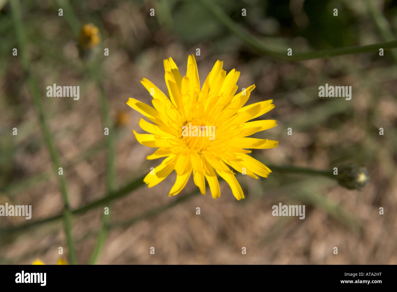 Close-up of a common dendelion flower with a blurred background of brown grass. Stock Photo