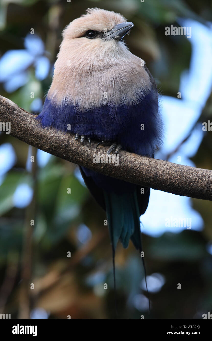 Blue Bellied Roller perched on branch Stock Photo