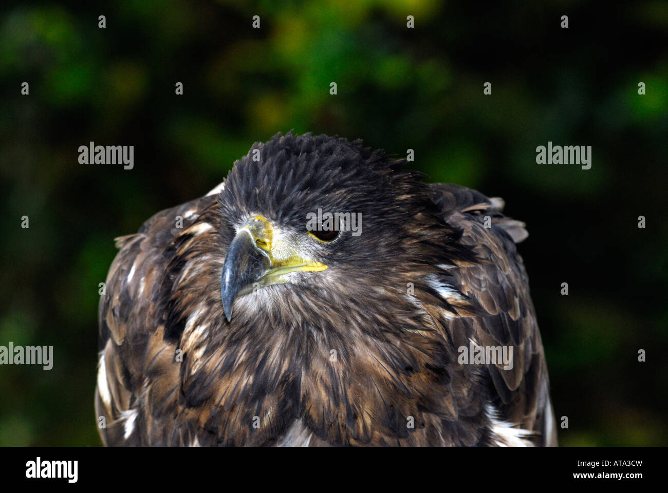 The National Birds of Prey Centre, Newent, Gloucestershire, UK Stock