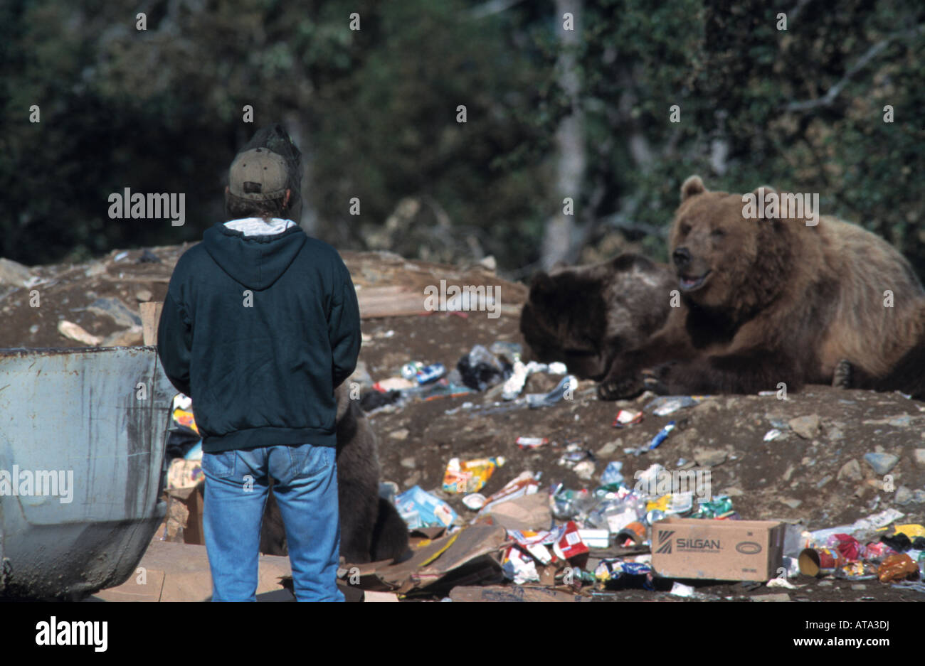 Kodiak bears (Ursus arctos middendorffi) at city dump, Kodiak Alaska Stock Photo