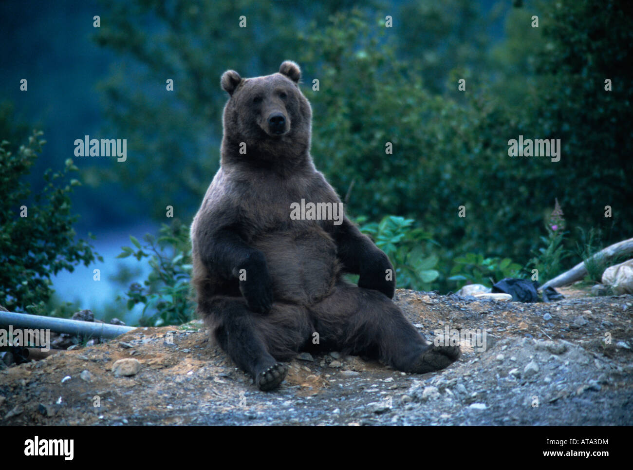 Kodiak bear (Ursus arctos middendorffi) at city dump, Kodiak Alaska Stock Photo
