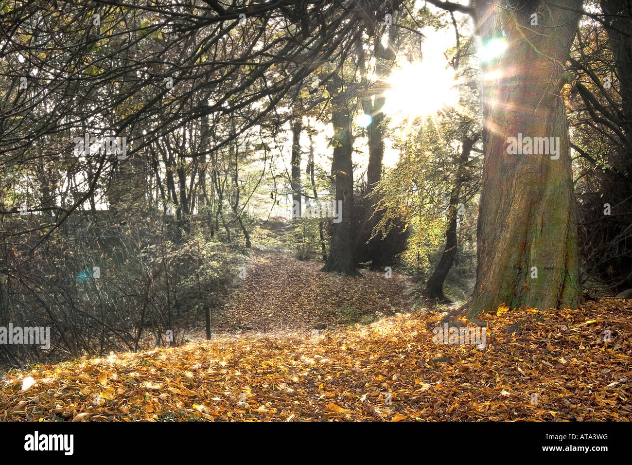 Idyllic woodland scene with the sun shining through the glade and autumnal leaves in the foreground, Bury UK Stock Photo