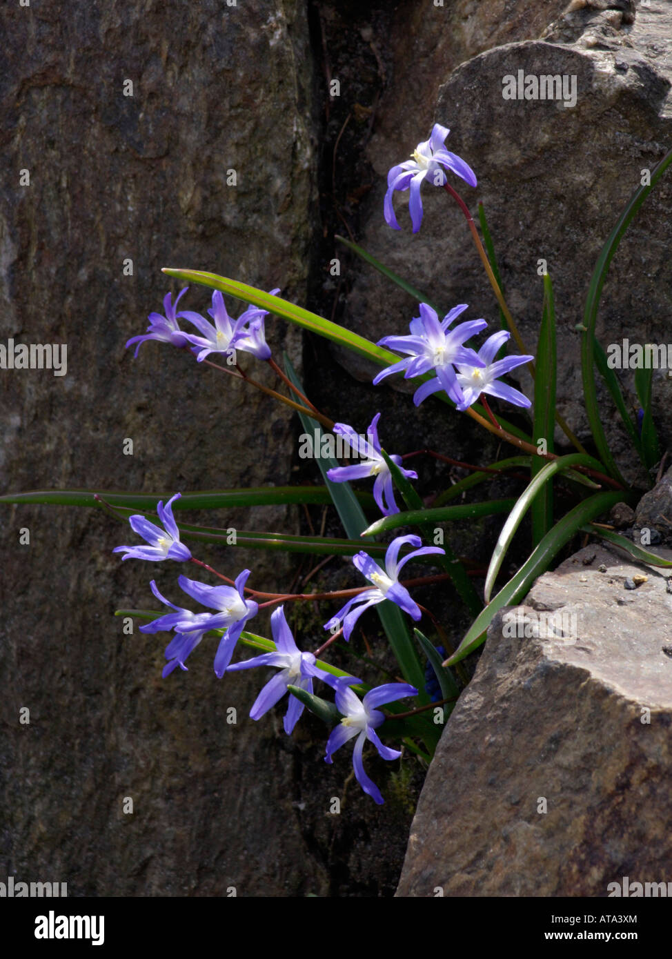 Lucile's glory of the snow (Chionodoxa luciliae syn. Scilla luciliae ...
