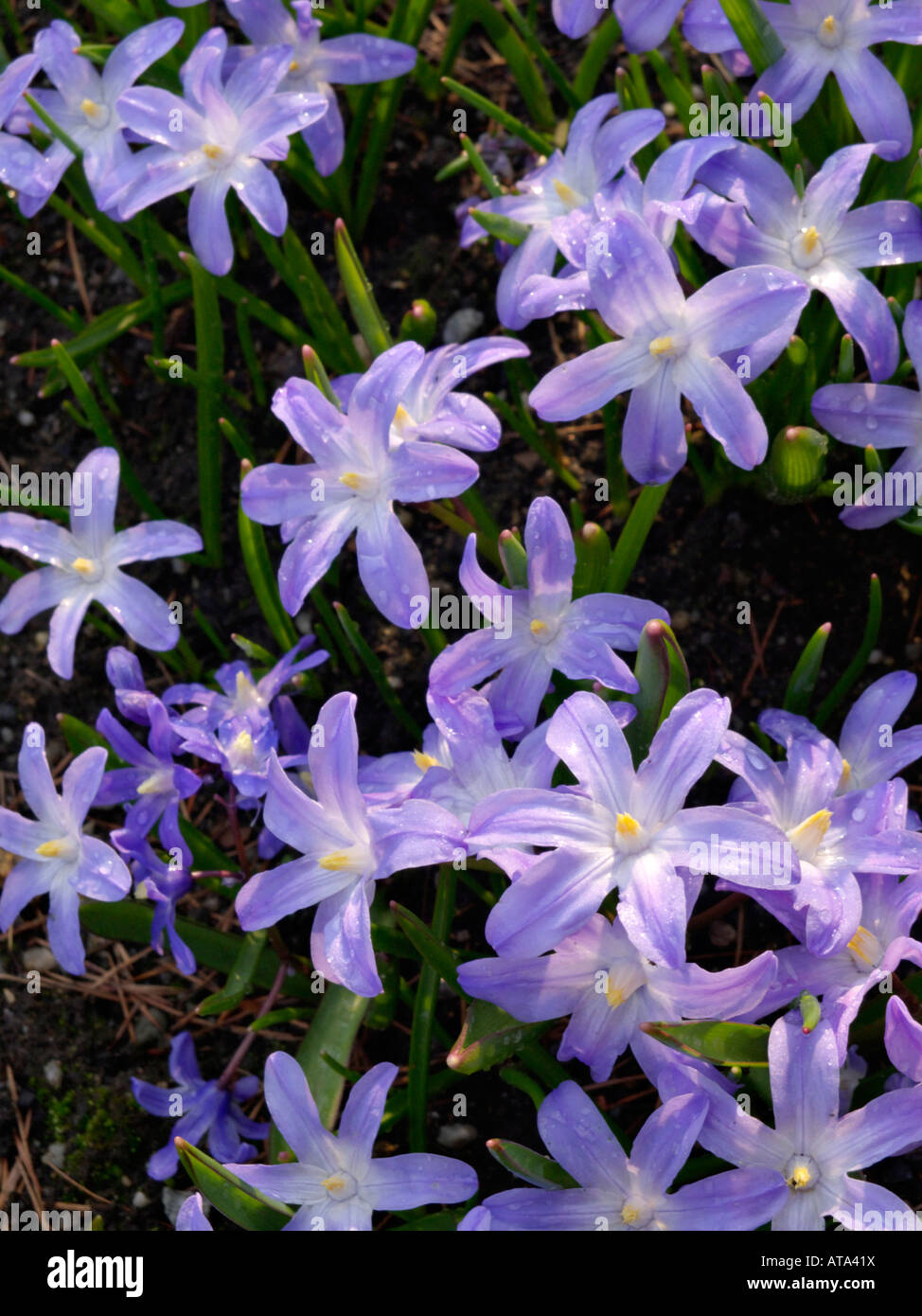 Lucile's glory of the snow (Chionodoxa luciliae syn. Scilla luciliae ...