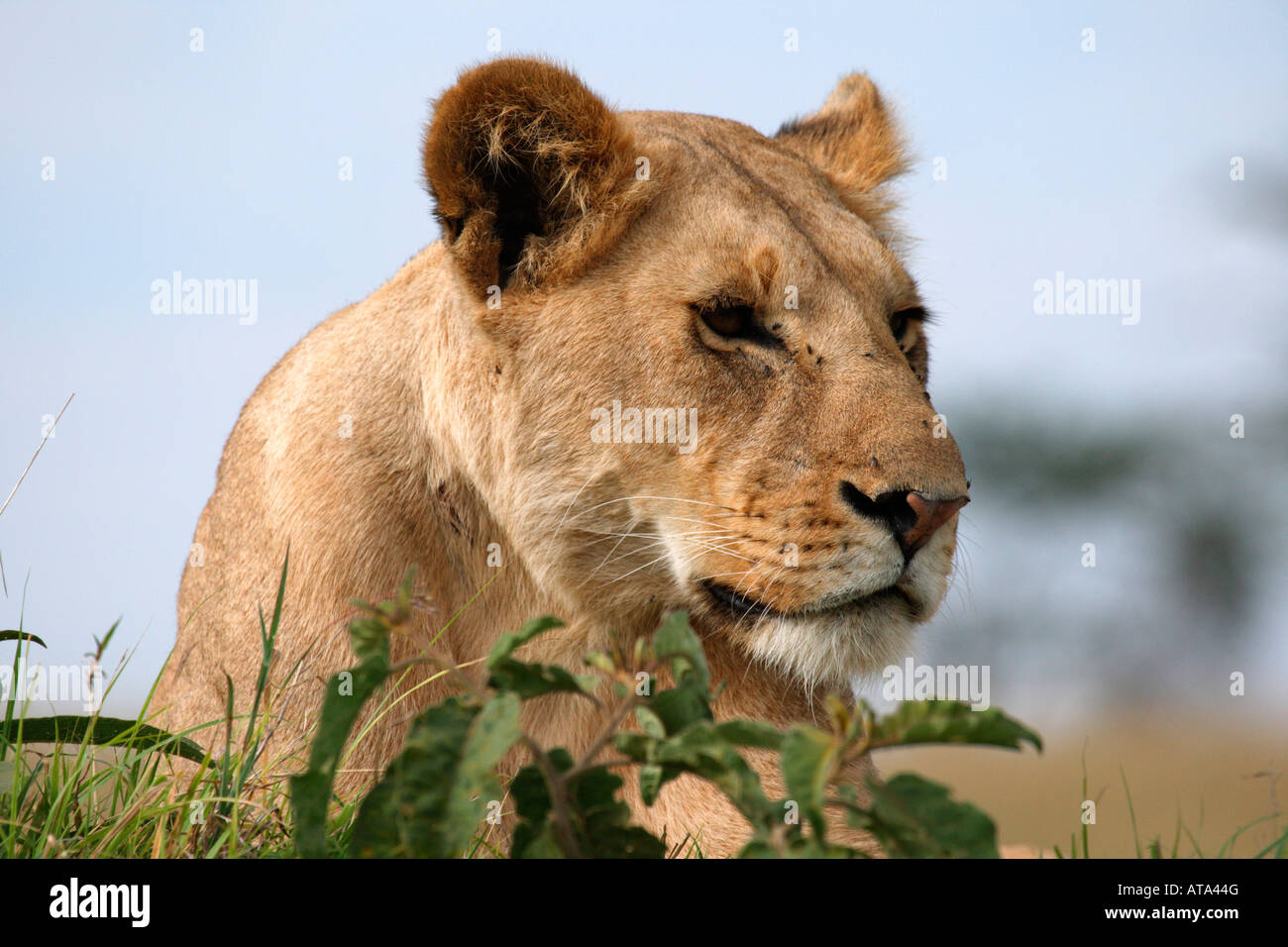 Lioness Panthera Leo On Mound Kenya Masai Mara Africa Stock Photo - Alamy