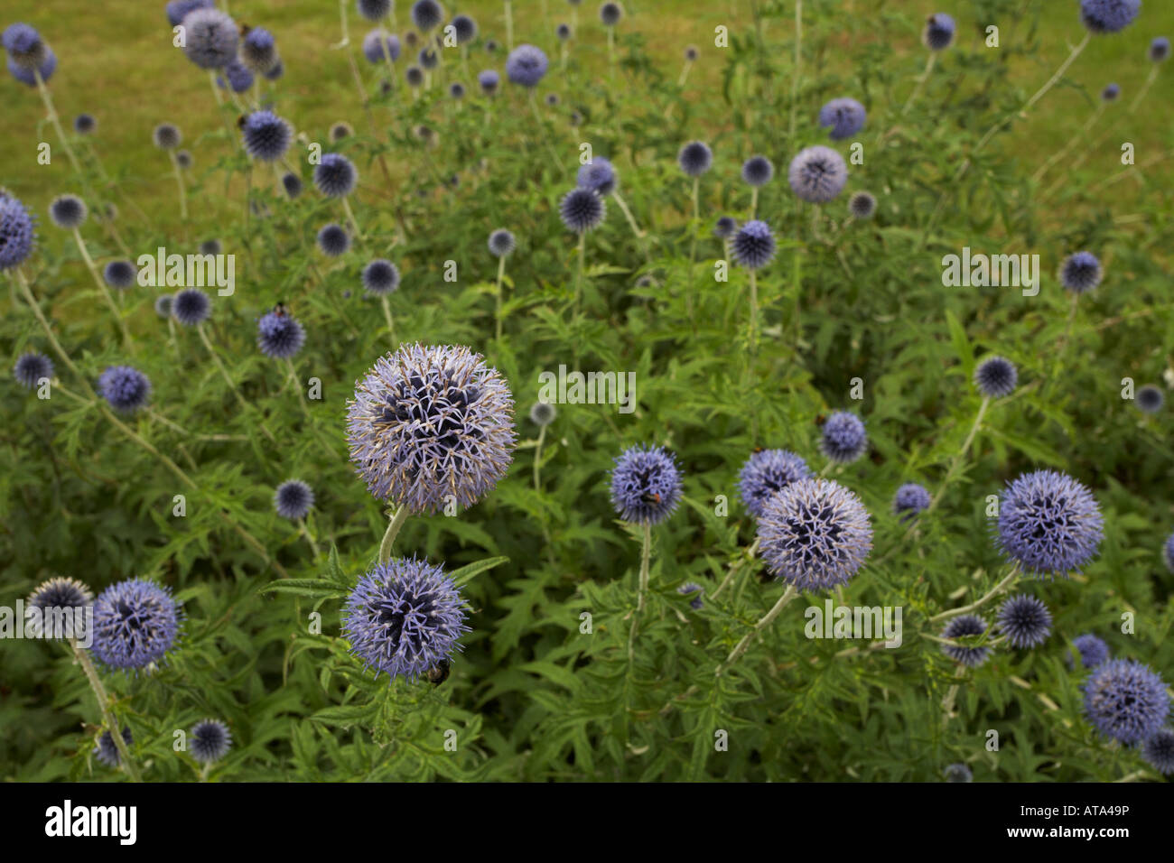 Aliums Stock Photo