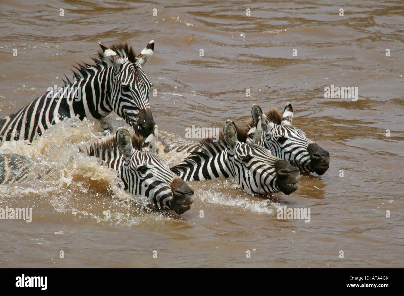 Swimming zebra in mara river hires stock photography and images Alamy