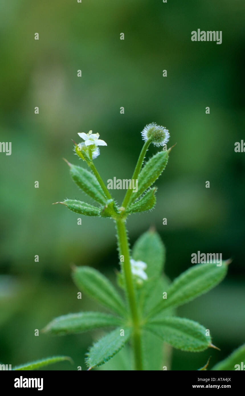 cleavers Galium aparine or goosegrass Stock Photo Alamy