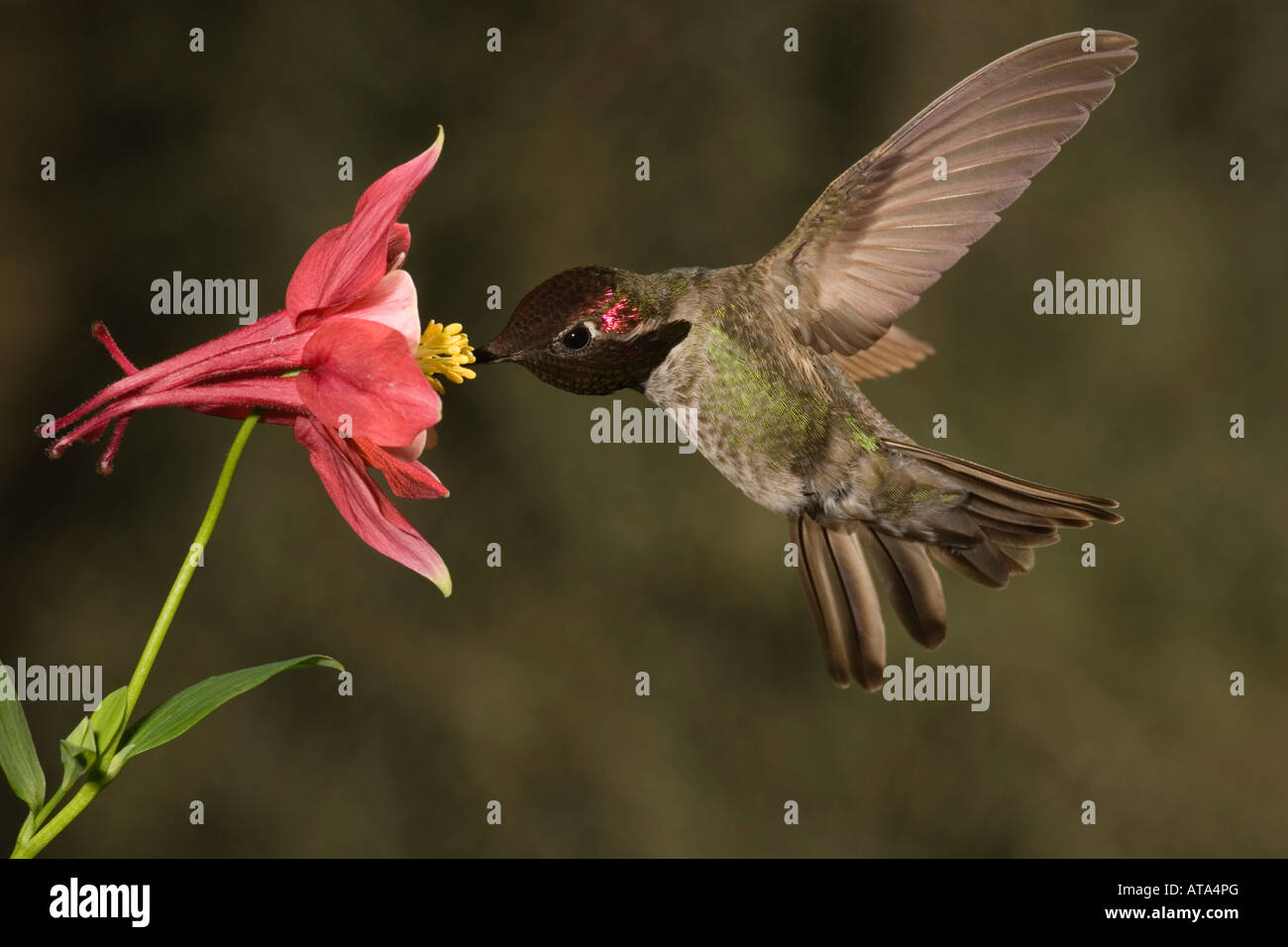 Columbine flower pollinator hires stock photography and images Alamy